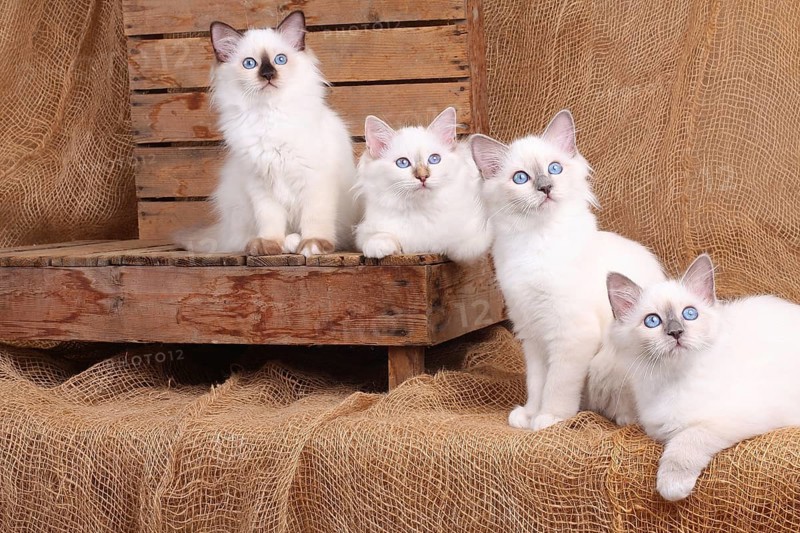 SACRED CAT OF BIRMA, BIRMAN CAT, BIRMAN CAT, LITTER, LOOKS INTERESTED