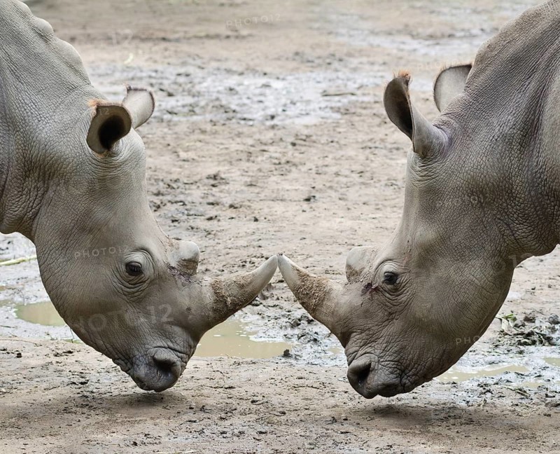 Two rhinos in threat posture opposite one another