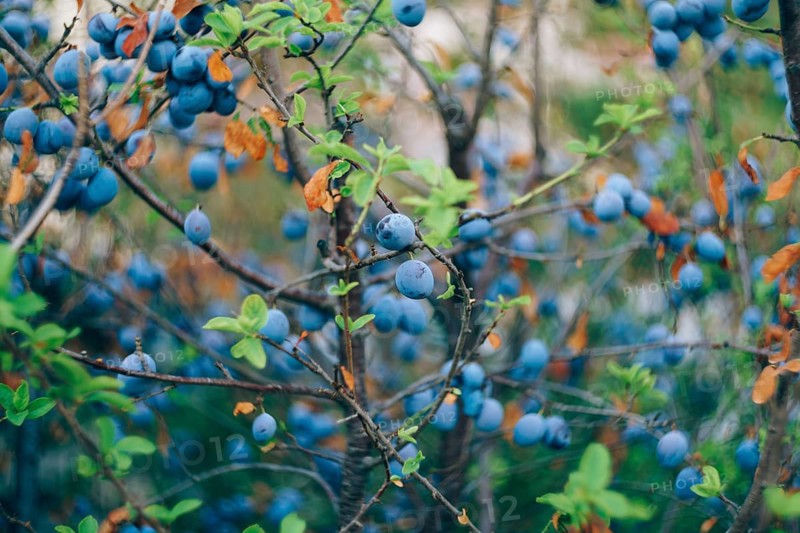 Fruits of blue plums on the branches of a plum tree during ripening.