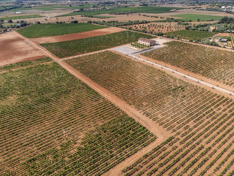 Son Llompart vineyards by Macia Batle, Santa Eugenia, Majorca, Balearic Islands, Spain, Europe