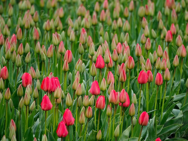 Bed with closed red tulip buds amidst green leaves, urk, netherlands