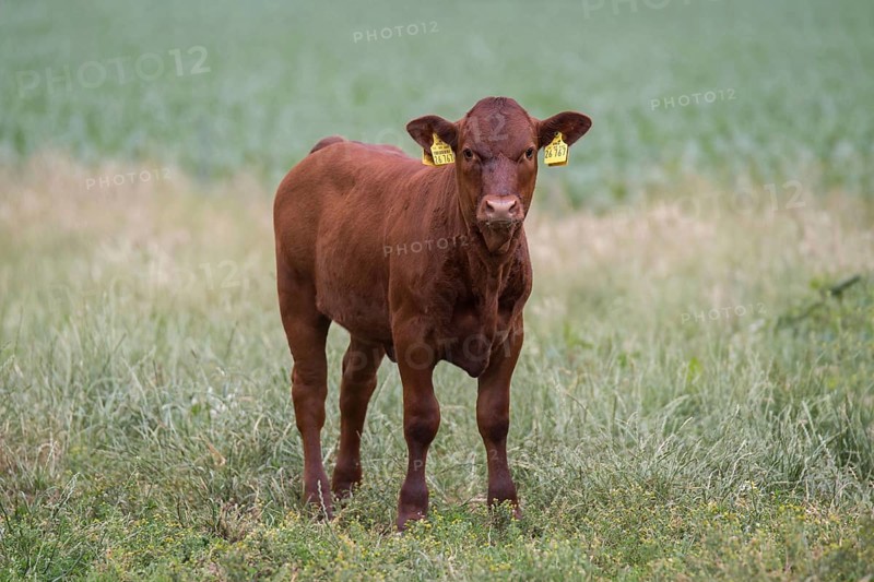 Red cattle calf on the pasture