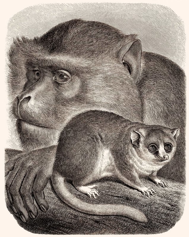 Berberaffen (Macaca sylvanus), Mausmakis (Microcebus)