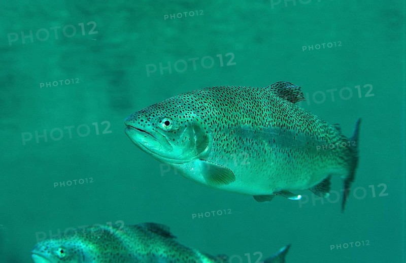 Rainbow trout, Oncorhynchus mykiss, Germany, Bavaria, Europe