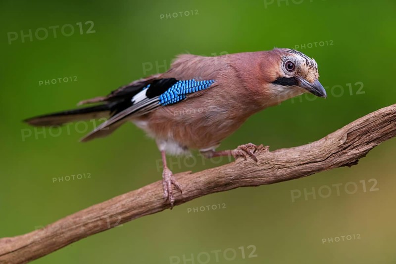 Jay, European Jay, Jay, eurasian jay (Garrulus glandarius), Geai des chênes, Arrendajo Común, Arrendajo, on perch, Ormoz area, Ormoz, Podravska, Slovenia, Europe
