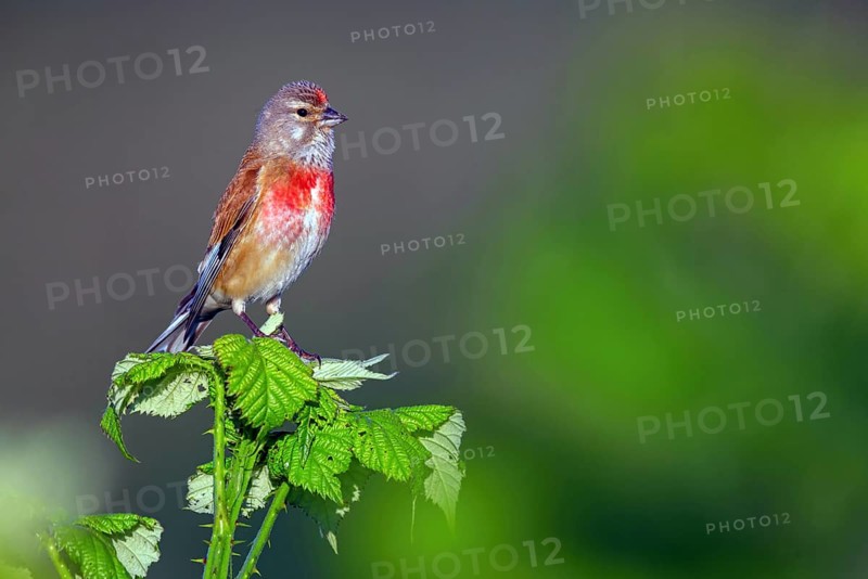 Linnet, Common Linnet, Eurasian Linnet, (Carduelis cannabin), (Acanthis cannabina), Linotte mÈlodieuse, Pardillo Com?n
