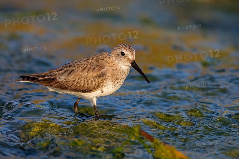 Animal, Animals, Bird, Birds, dunlin (Calidris alpina), Snipe bird, Raysut, Heligoland, Schleswig-Holstein, Federal Republic of Germany