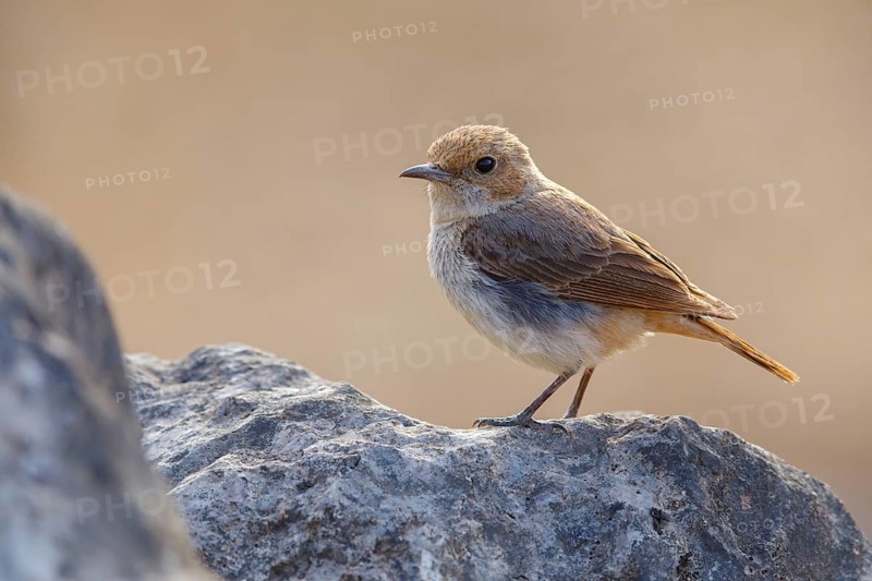 Arabian Wheatear, (Oenanthe lugentoide, Middle East, Oman, Jabal Samhan, Salalah, Dhofar, Oman, Asia