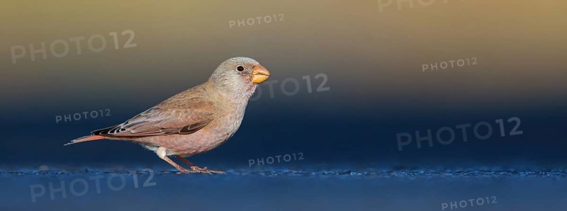 Trumpeter finch (Bucanetes githagineus), Fuerteventura, Canary Islands / Canary Islands, Spain, Europe