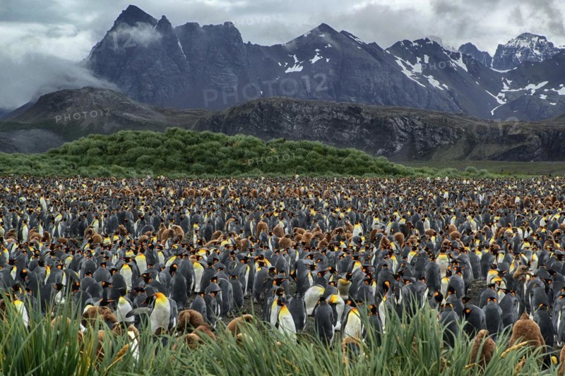 Antarctica, South Georgia, Salisbury Pain, a colony of king penguins (Aptenodytes patagonicus), Salisbury Pain, South Georgia, Antarctica