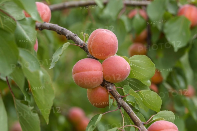 Apricot (Prunus armeniaca 'Bergarouge'), Ranstedter fruit farm, Ort im Innkreis, Upper Austria, Austria, Europe
