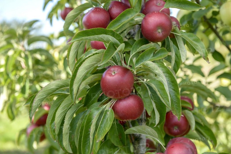 Columnar apple (Malus domestica 'Sunlight'), State Research Centre for Agriculture and Fisheries, Guelzow, Mecklenburg-Western Pomerania, Germany, Europe