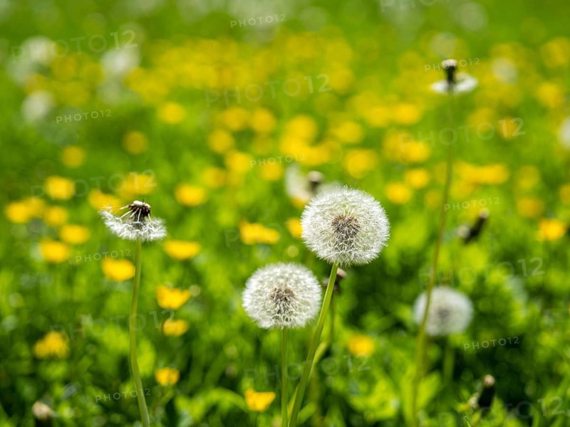 Dandelion (Taraxacum), dandelions, in a meadow, Offenbach am Main, Hesse, Germany, Europe