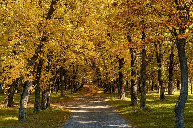 Idyllic view of a small country road leading into endless golden autumn forest