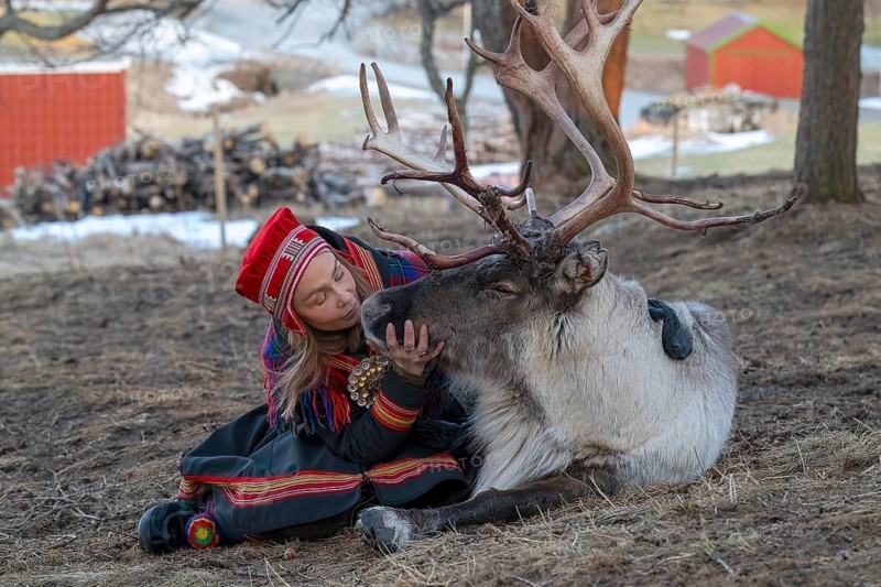 Reindeer (Rangifer tarandus), Sami, Lapp, indigenous people, young woman begging reindeer, Bodø, Norway, Europe