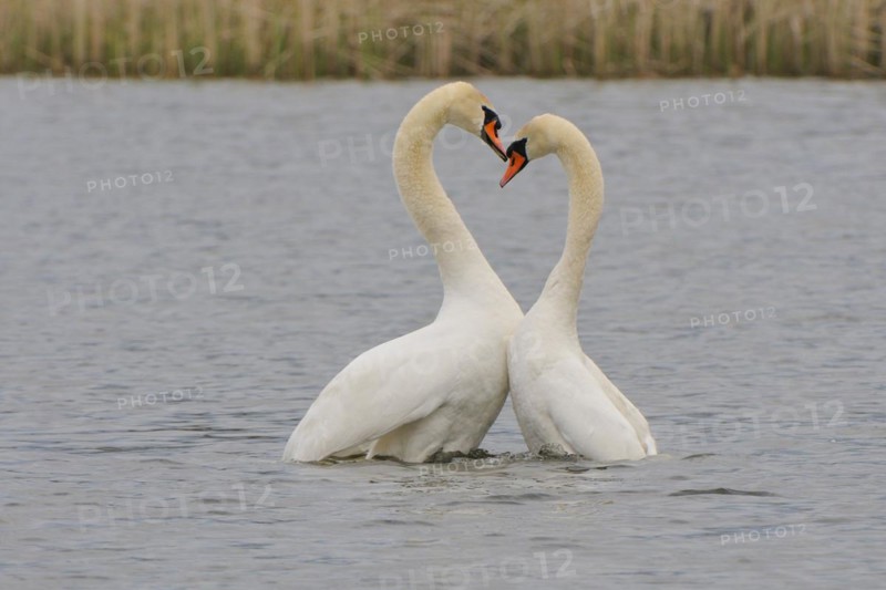 Mute Swan (Mating Pair), Mute Swan (Pair courting)