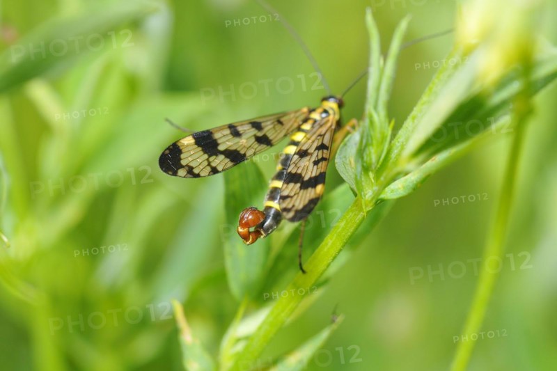 Common scorpionfly (Panorpa communis), common scorpionfly (Panorpa communis) Panorpa