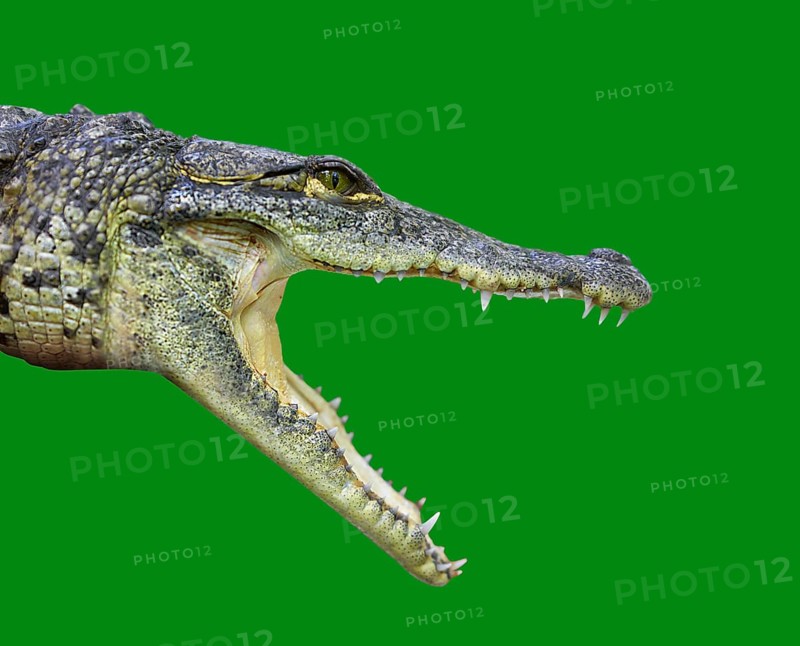 Crocodile young provile view from Mexico open mouth on green background