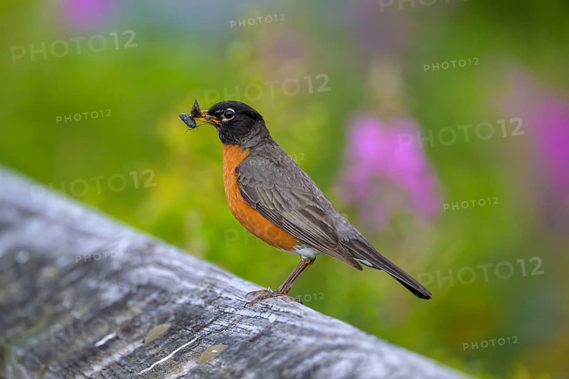 A migratory thrush (Turdus migratorius) sits on a branch and holds an insect in its beak, green background, Ketchikan, Alaska, USA, North America