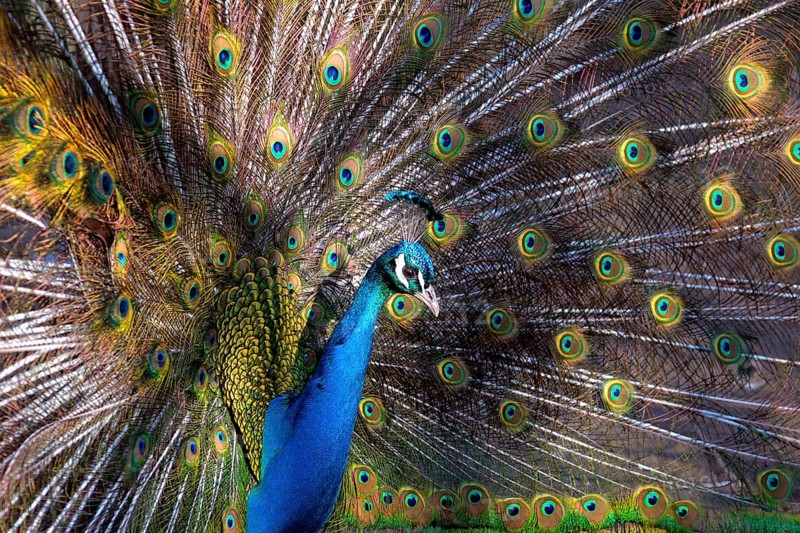 Peacock