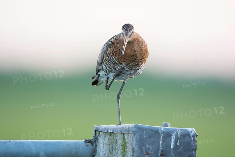Black-tailed Godwit on pole in agricultural landscape