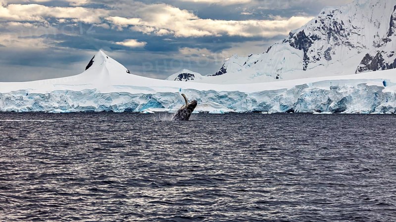 A whale jumps out of the water in front of an impressive, snow-covered ice landscape, humpback whale (Megaptera novaeangliae) observation in the Southern Ocean in Antarctica
