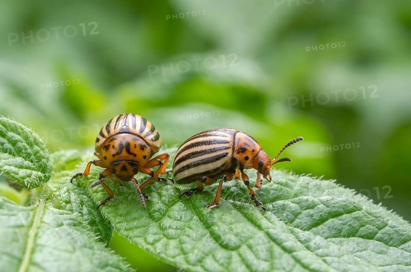 Reproduction of colorado potato beetles in potato leaves.Colorado beetle, potato parasite. Close-up colorado potato beetle, Decemlineata, potatoes parasites, leptinotarsa, potatoes beetles.