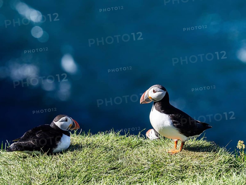 Puffin (Fratercula arctica) on a cliff on the Westman Islands, Iceland, Europe