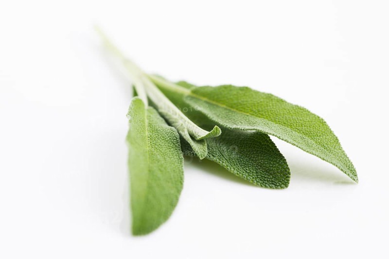 Sage sprig isolated on white background