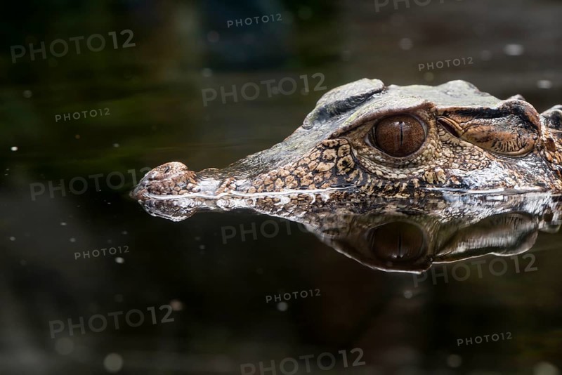 A picture of a dangerous crocodile