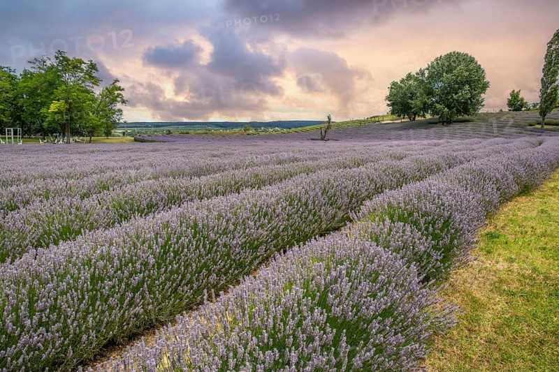 Beautiful summer evening in a lavender field. Large blue lavender bushes blooming in a cultivation area. Landscape shot at sunset at Lake Balaton, Hungary, Europe