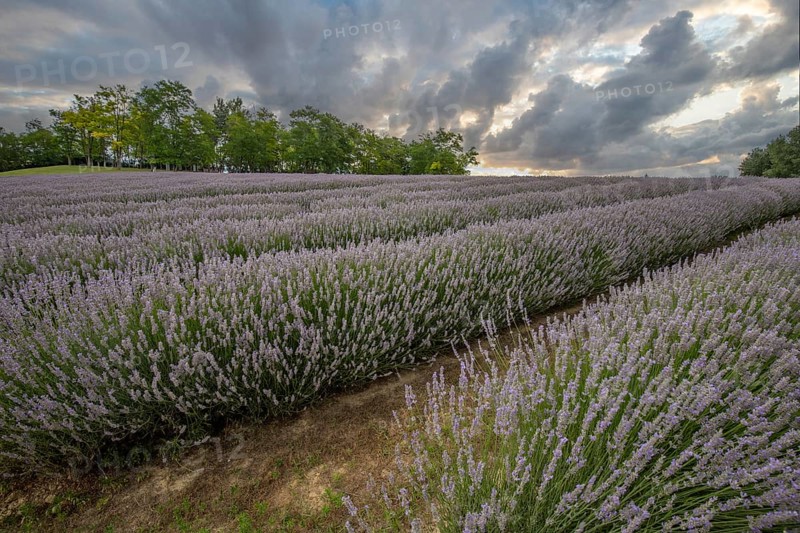 Beautiful summer evening in a lavender field. Large blue lavender bushes blooming in a cultivation area. Landscape shot at sunset at Lake Balaton, Hungary, Europe