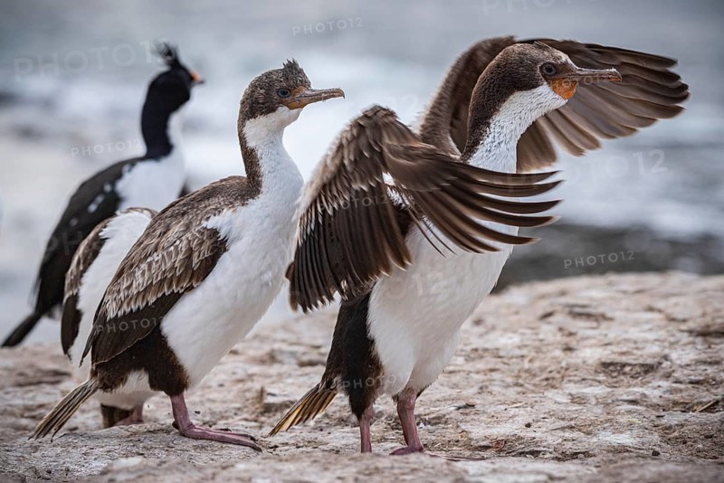 Blue-eyed Cormorant (Phalacrocorax atriceps), also Imperial shag, young birds grooming their feathers, Bleaker Island, Falkland Islands, Great Britain, South Atlantic, South America