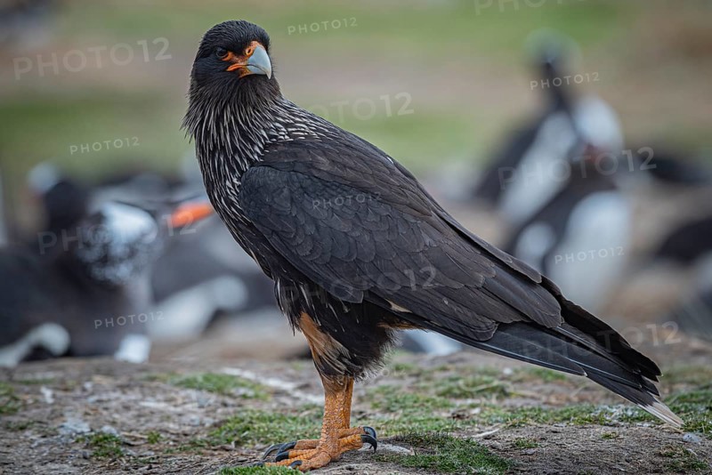 Falkland caracara (Phalcoboenus australis) in a colony of gentoo penguins (Pygoscelis papua), Pebble Island, Falkland Islands, Great Britain, South Atlantic, South America