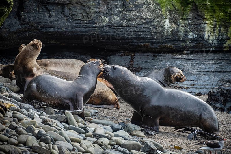 Maned seals (Otaria flavescens) on a beach, Bleaker Island, Falkland Islands, Great Britain, South Atlantic, South America