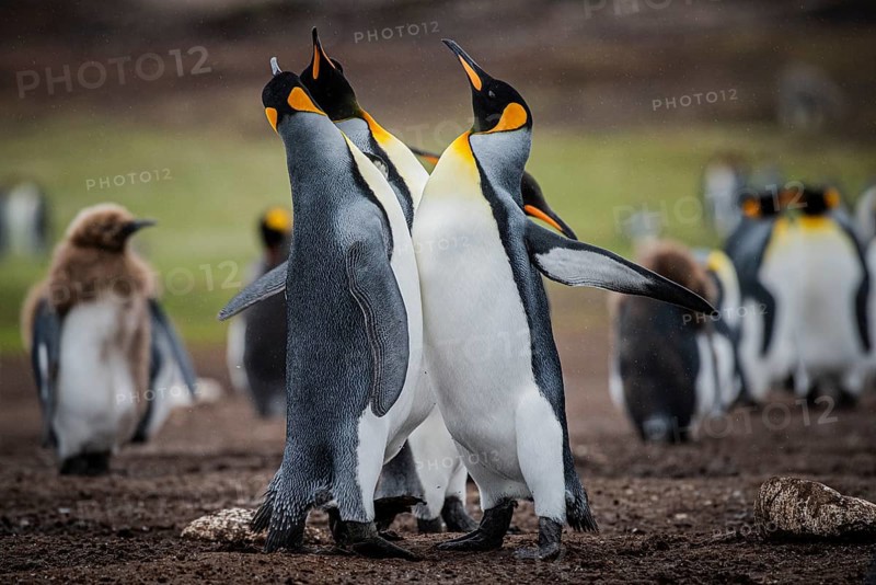 King penguins (Aptenodytes patagonicus), fighting over breeding partners during courtship, Volunteer Point, Falkland Islands, Great Britain, South Atlantic, South America