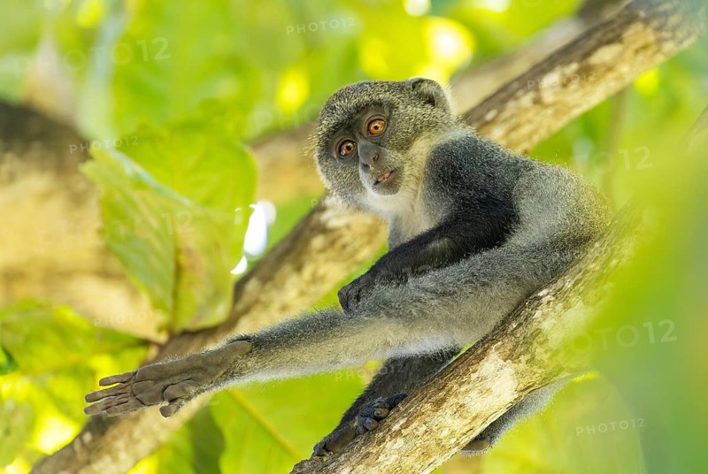 White-throated Monkey (cercopithecus albogularis) in a tree, Kenya, Africa