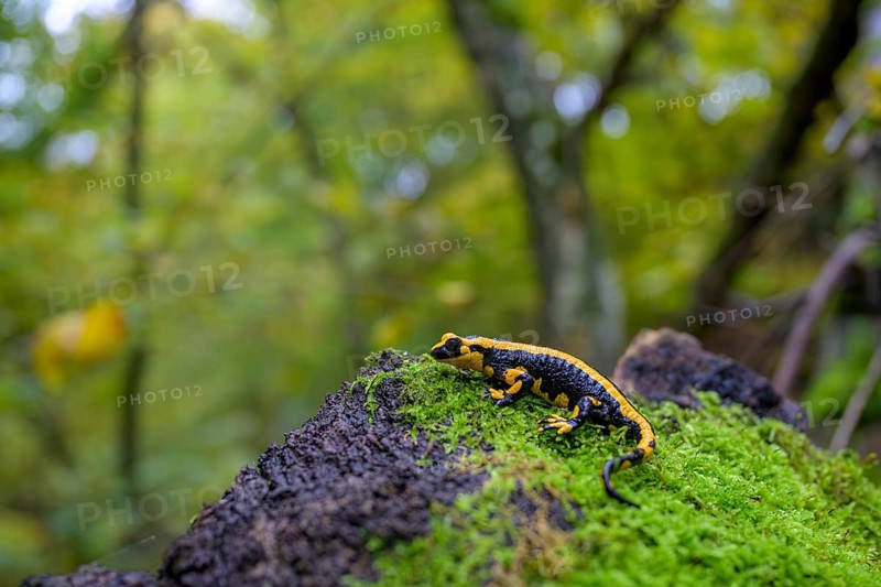 A fire salamander (Salamandra salamandra) on a mossy tree trunk surrounded by dense forest, Odershausen, Hesse, Germany, Europe