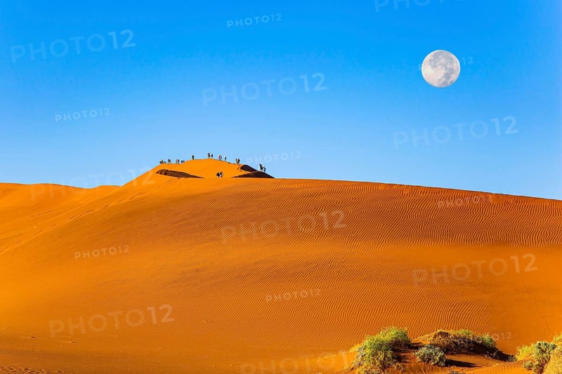 The huge moon is visible low above the horizon. Huge scenic red and orange sand dunes. Namibia. Sossusflei is a clay plateau in the Namib Naukluft Park. Africa