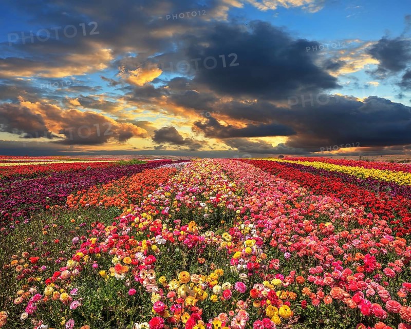Buttercups blooming garden. Farmers field with flowers grown for export sales. Spring cloud illuminated by the sunset