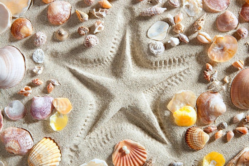 Beach with starfish printed in white sand many clam shells as a summer vacation background