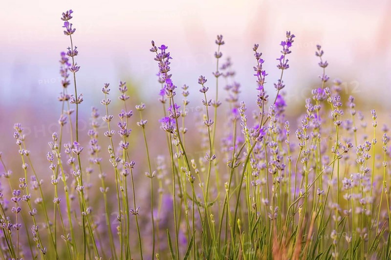 Lavender purple flowers close-up on sky background, summer field