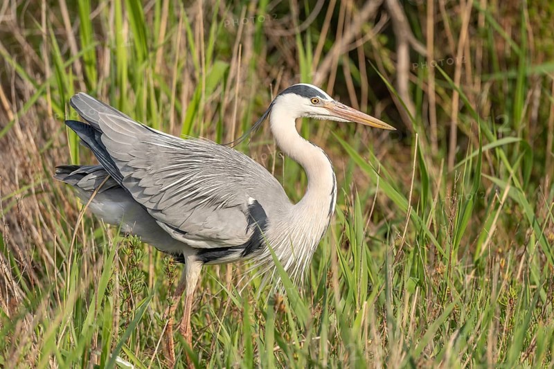 Grey heron (Ardea cinerea) resting in a reed bed. Saintes Maries de la Mer, Parc naturel regional de Camargue, Arles, Bouches du Rhone, Provence Alpes Cote d'Azur, France, Europe