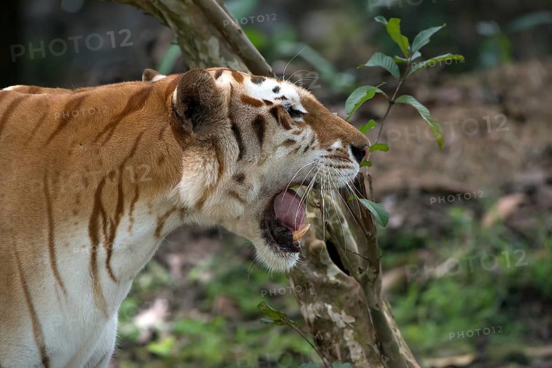 Rare golden tiger in their environment