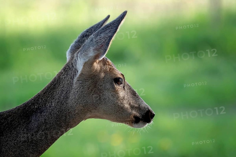 Roe deer in graß, Capreolus capreolus. Wild roe deer in spring nature