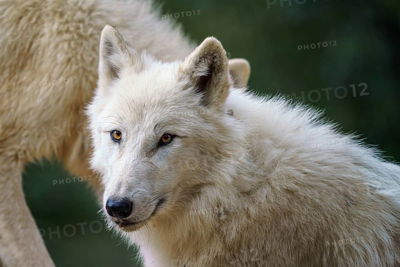 Arctic wolf (Canis lupus arctos), also known as the white wolf or polar wolf