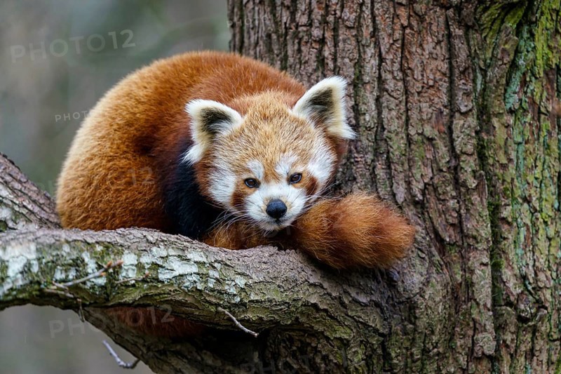 Red panda (Ailurus fulgens) on the tree. Cute panda bear in forest habitat