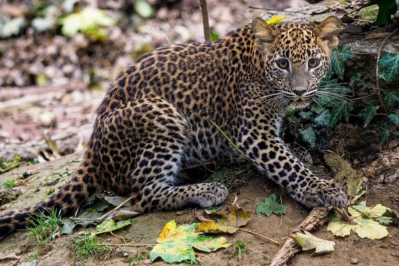 Sri Lankan leopard cub, Panthera pardus kotiya
