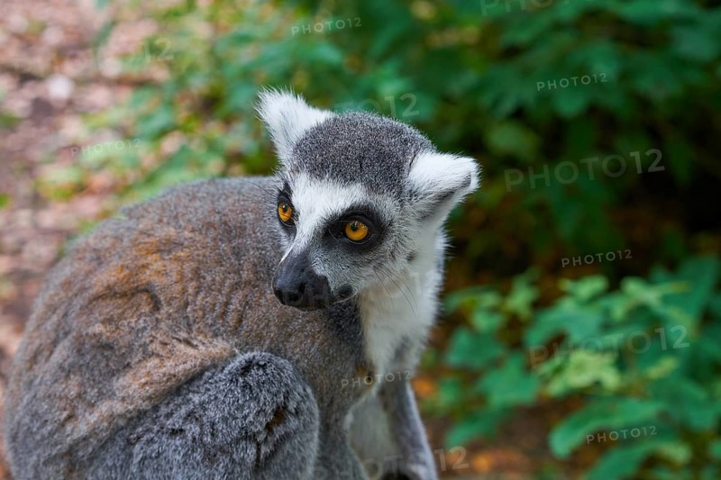 Ring tailed lemur outdoor forest image