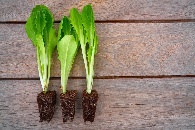 Lettuces seedlings sporuts ready for plant in an orchard garden